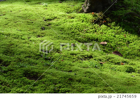 苔庭 苔庭 21745659