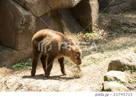 生後間もないゴールデンターキン 生後間もないゴールデンターキン 21745715