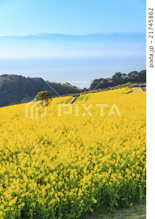あわじ花さじきの菜の花畑 兵庫県淡路市 あわじ花さじきの菜の花畑 兵庫県淡路市 21745862