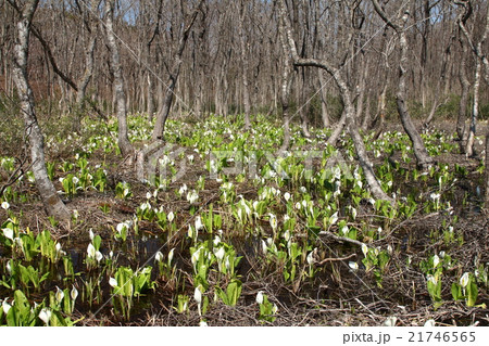 見頃ろを迎えた荒沢湿原の水芭蕉 21746565