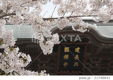 鎌倉建長寺の桜 21746641