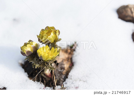 雪と福寿草 21746917