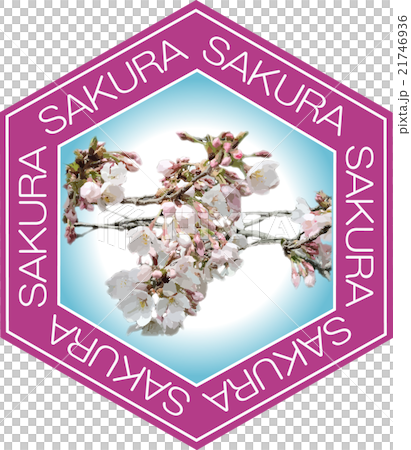 桜の花とSAKURA（空色） 21746936