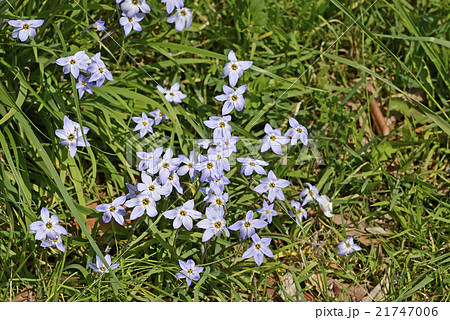 ハナニラ（花韮） 21747006