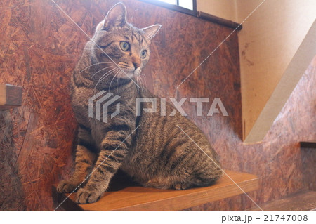 猫 21747008