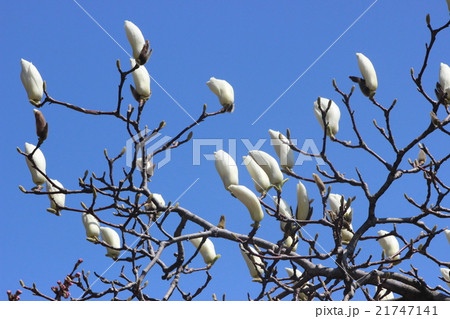 ハクモクレン ハクモクレン 21747141