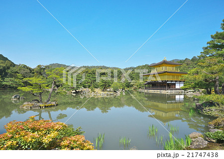 新緑の金閣寺 21747438