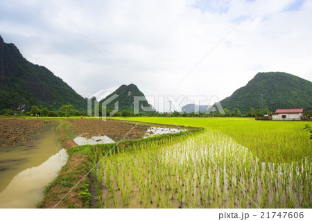 cornfield view,lao 21747606