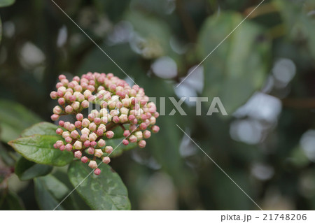 常緑ガマズミの花の蕾の写真素材