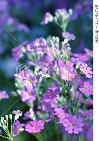 ピンクの桜草 21748799