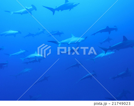 ハンマーヘッドシャークの群れ ハンマーヘッドシャークの群れ 21749023