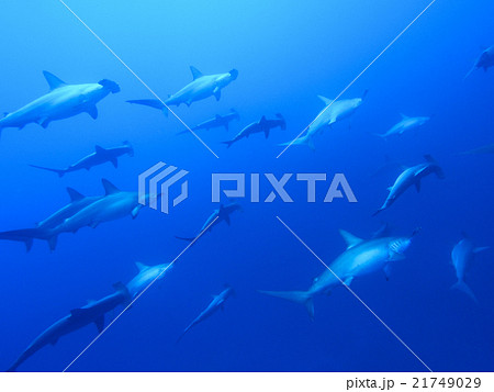 ハンマーヘッドシャークの群れ 21749029