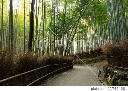 嵐山の竹林 嵐山の竹林 21749468