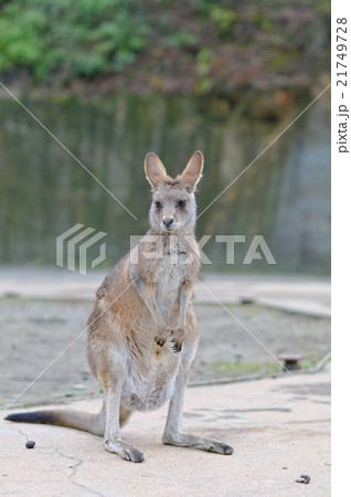 カンガルーのポートレート 21749728