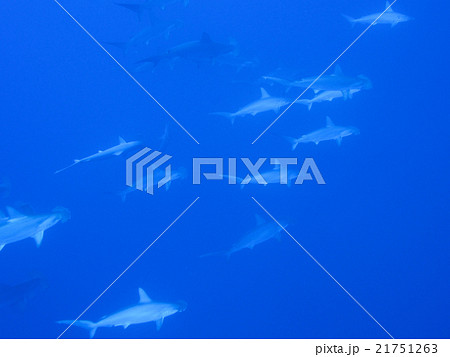 ハンマーヘッドシャークの群れ ハンマーヘッドシャークの群れ 21751263