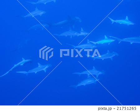 ハンマーヘッドシャークの群れ ハンマーヘッドシャークの群れ 21751265