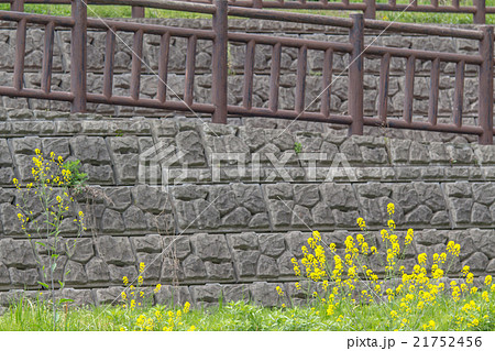 埼玉県川口市　芝川に咲く菜の花 21752456