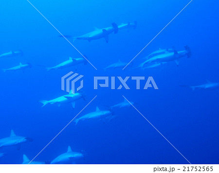 ハンマーヘッドシャーク ハンマーヘッドシャーク 21752565