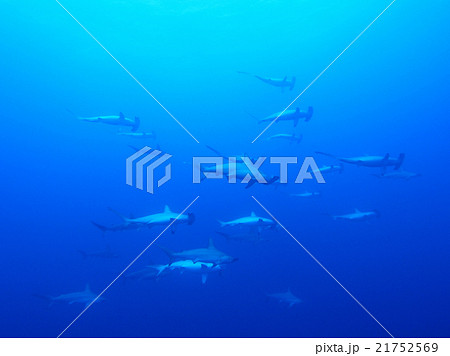 ハンマーヘッドシャークの群れ ハンマーヘッドシャークの群れ 21752569
