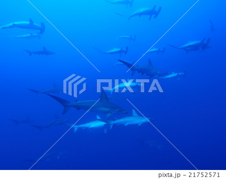 ハンマーヘッドシャークの群れ 21752571