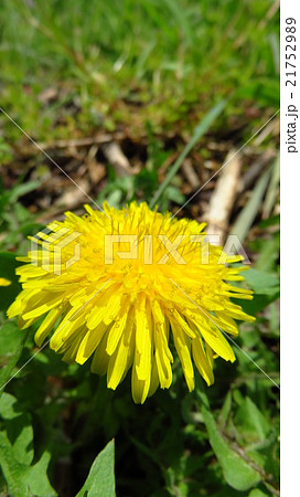 霞城公園の桜-89 21752989