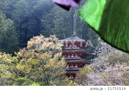 長谷寺　五重塔　桜 21753514