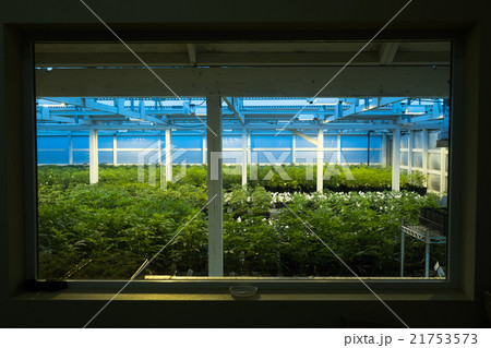 マリファナ合法と医療大麻 21753573