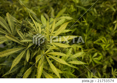 マリファナ合法と医療大麻の写真素材
