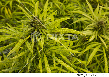 マリファナ合法と医療大麻 21753575