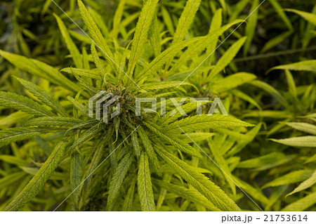 マリファナ合法と医療大麻 21753614