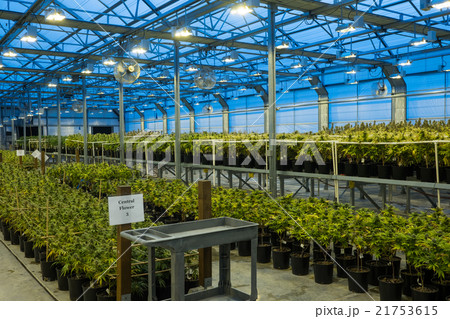 マリファナ合法と医療大麻 マリファナ合法と医療大麻 21753615