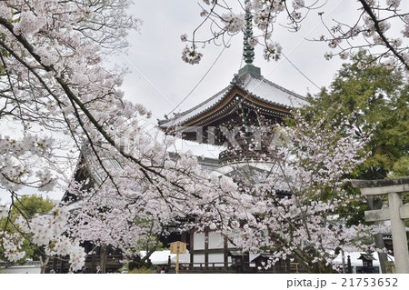 本法寺　春　桜 21753652