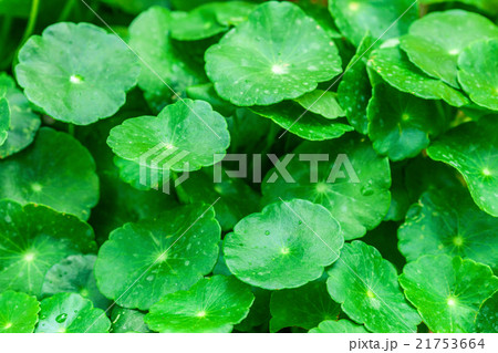 gotu kola leaves gotu kola leaves 21753664
