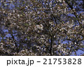 綺麗な桜の花 21753828