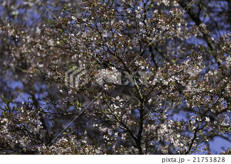 綺麗な桜の花 綺麗な桜の花 21753828