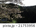 舞い散る桜の花びら 21753956