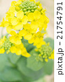 菜の花のアップ 21754791