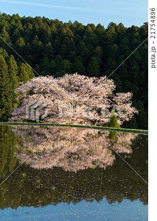 諸木野の桜 21754896