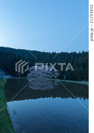 夜明けの諸木野の桜 夜明けの諸木野の桜 21754932