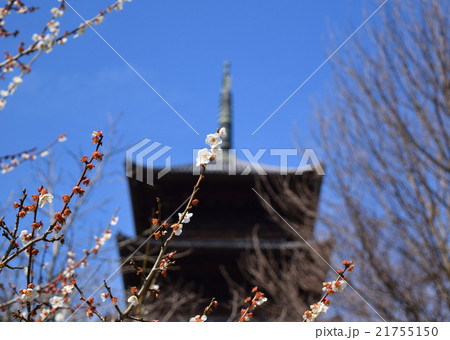備中国分寺五重塔と梅の花 21755150
