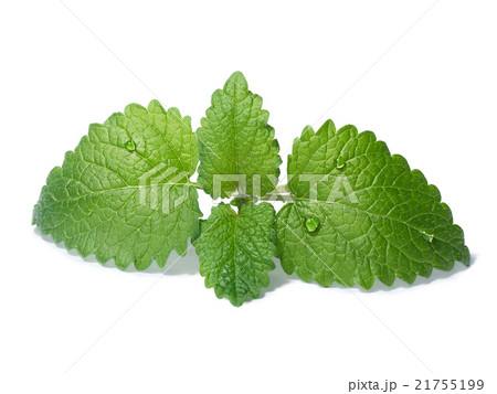 Lemon balm (Melissa officinalis) 21755199