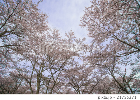 桜満開の木の下で 21755271