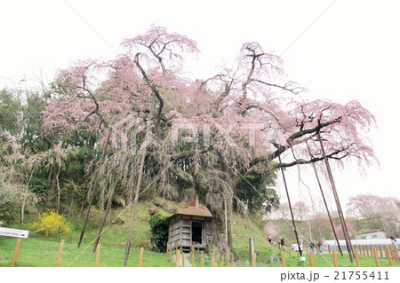 紅枝垂地蔵ザクラ 紅枝垂地蔵ザクラ 21755411