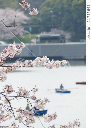 千鳥ヶ淵 染井吉野 千鳥ヶ淵 染井吉野 21755641
