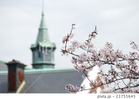 東京国立近代美術館　染井吉野 21755643