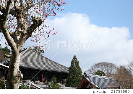 東大寺二月堂参道沿いのモクレン 21755699