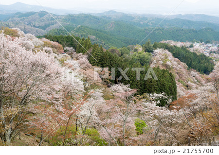 吉野桜 上千本 21755700