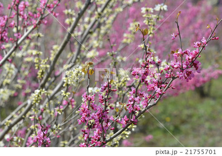 ハナズオウ（花蘇芳） 21755701