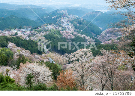 花矢倉展望台からの吉野桜 21755709