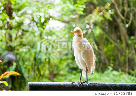 The cattle egret (Bubulcus ibis), heron. Malaysia. The cattle egret (Bubulcus ibis), heron. Malaysia. 21755783